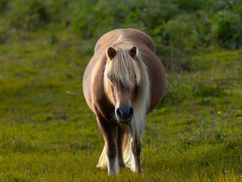 Horse standing on field