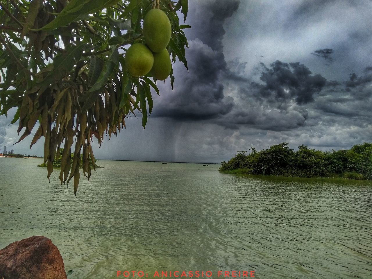 tree, nature, beauty in nature, sea, sky, cloud - sky, scenics, water, no people, outdoors, tranquility, horizon over water, tranquil scene, growth, green color, day, storm cloud, freshness