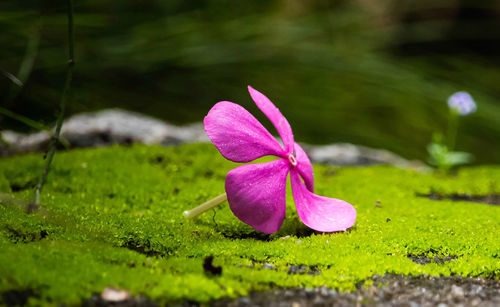 Close-up of pink flower