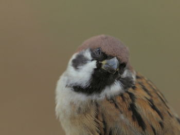 Close-up of bird