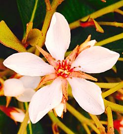 Close-up of white flower