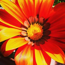 Close-up of yellow flower