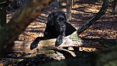 Black dog sitting on wood