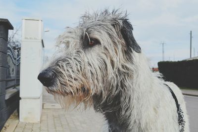 Close-up of horse against sky