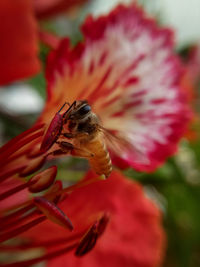 Bee eating and working for spring time on flower