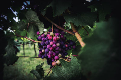 Close-up of grapes hanging from plant