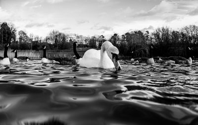 Black and white monochrome mute swan swans pair low-level water side view macro animal background