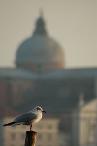 Seagull perching on railing against sea