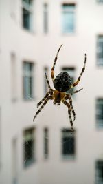 Close-up of spider on web