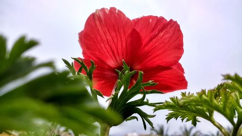 Close-up of red hibiscus blooming against sky