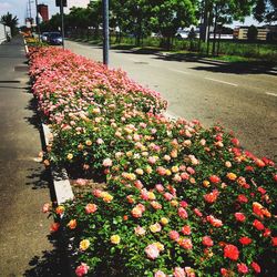 Colorful flowers blooming in park