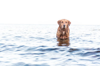 Portrait of dog in sea against sky