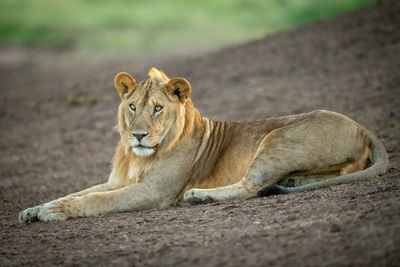 Male lion lies on shady earth bank