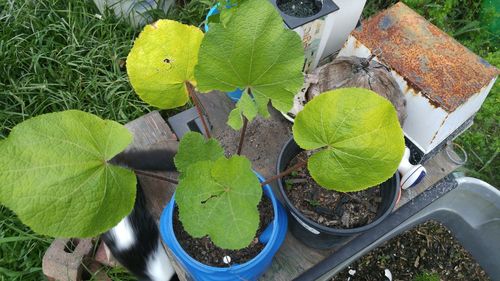 High angle view of plants