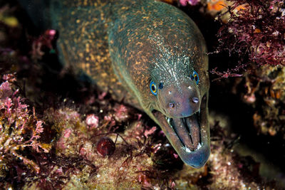 Moray eel, california moray, at the marine room dive site in la jolla, ca.