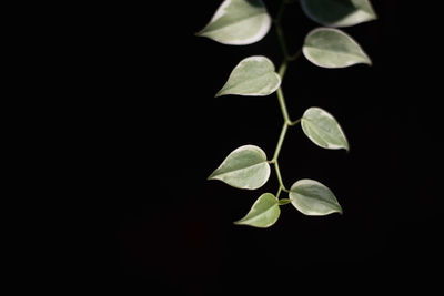 Close-up of leaves against black background