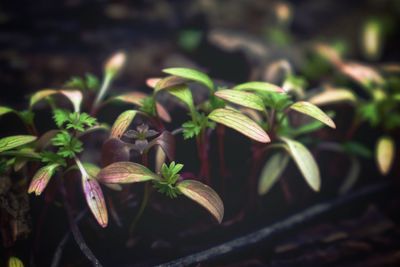 Close-up of plant