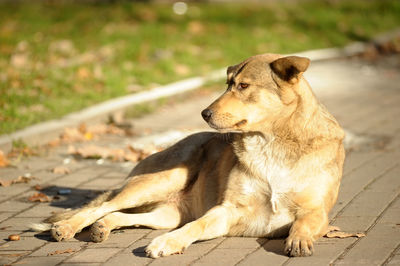 Dog sitting on footpath