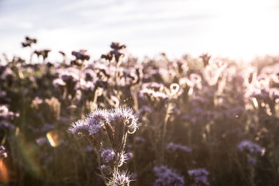 Close-up of purple flowering plants on field