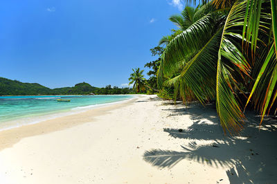 Palm trees on beach