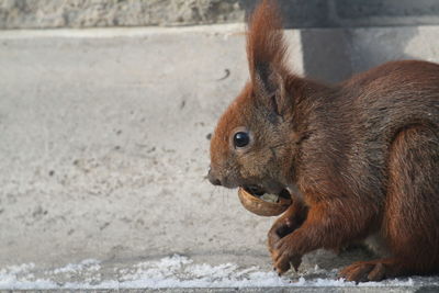 Close-up of squirrel eating walnut