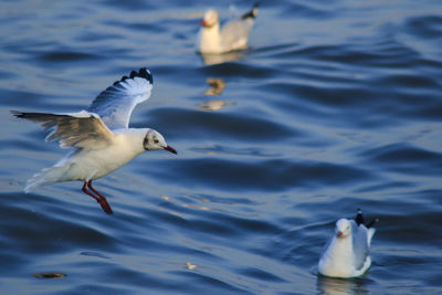 Seagull flying over lake