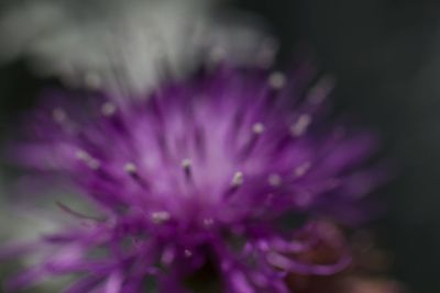 Close-up of purple flower