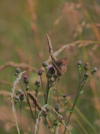 Close-up of insect on plant