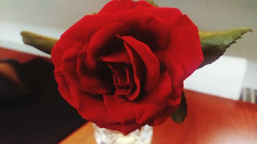 Close-up of red rose