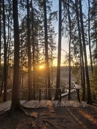 Low angle view of trees