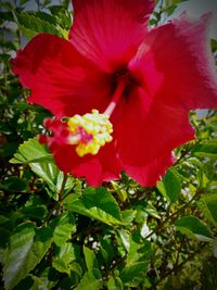 Close-up of red flower