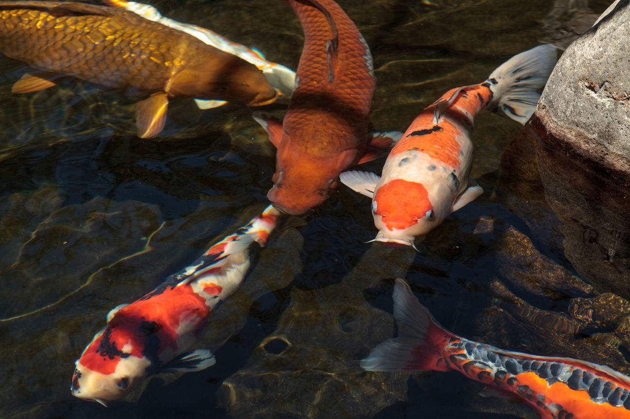 HIGH ANGLE VIEW OF KOI CARPS IN WATER