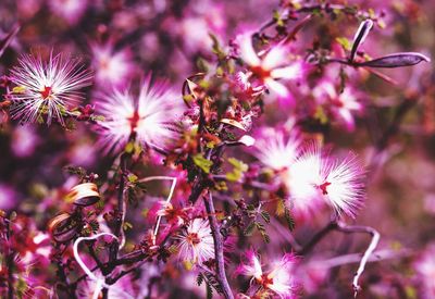 Close-up of insect on flowers