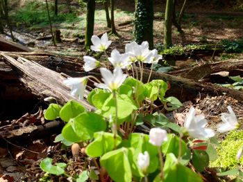 Close-up of white flowers