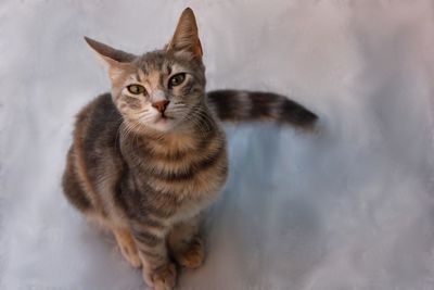 Portrait of cat
