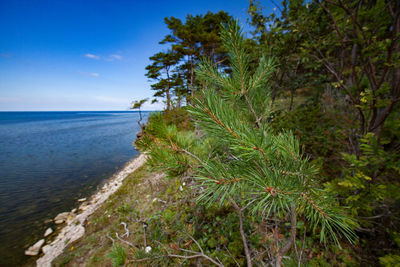 Scenic view of pine tree and sea against sky
