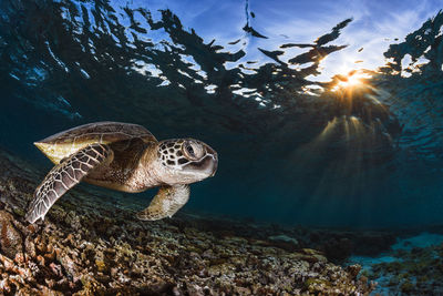 View of turtle swimming in sea