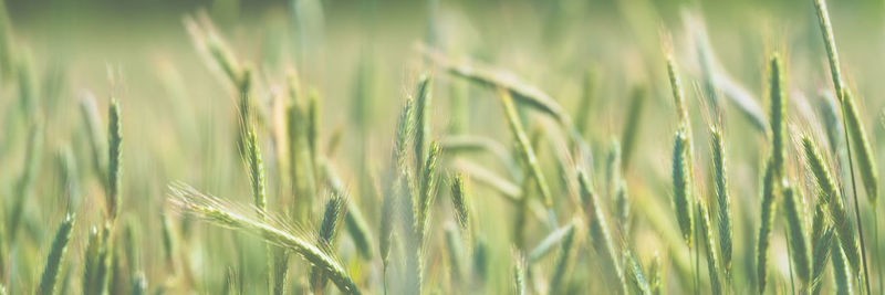 Close-up of stalks in wheat field