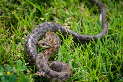 Snake on a field