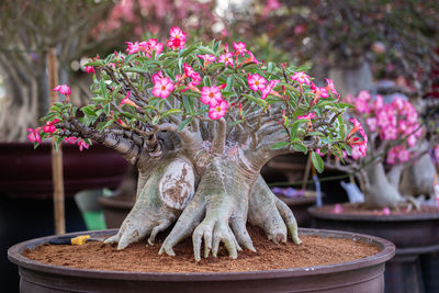 Close-up of small flower pot