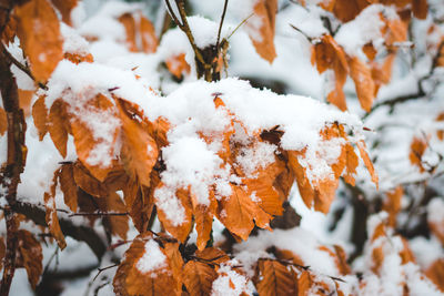 Close-up of frozen tree during winter