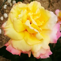 Close-up of yellow rose