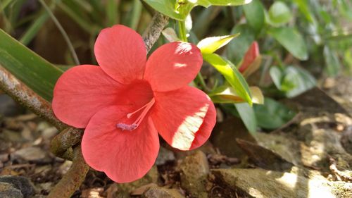 Close-up of red hibiscus blooming outdoors