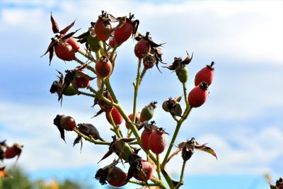 Close-up of red berries growing on tree against sky