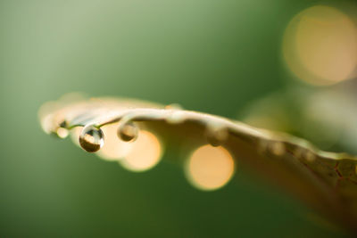 Close-up of raindrops on leaf