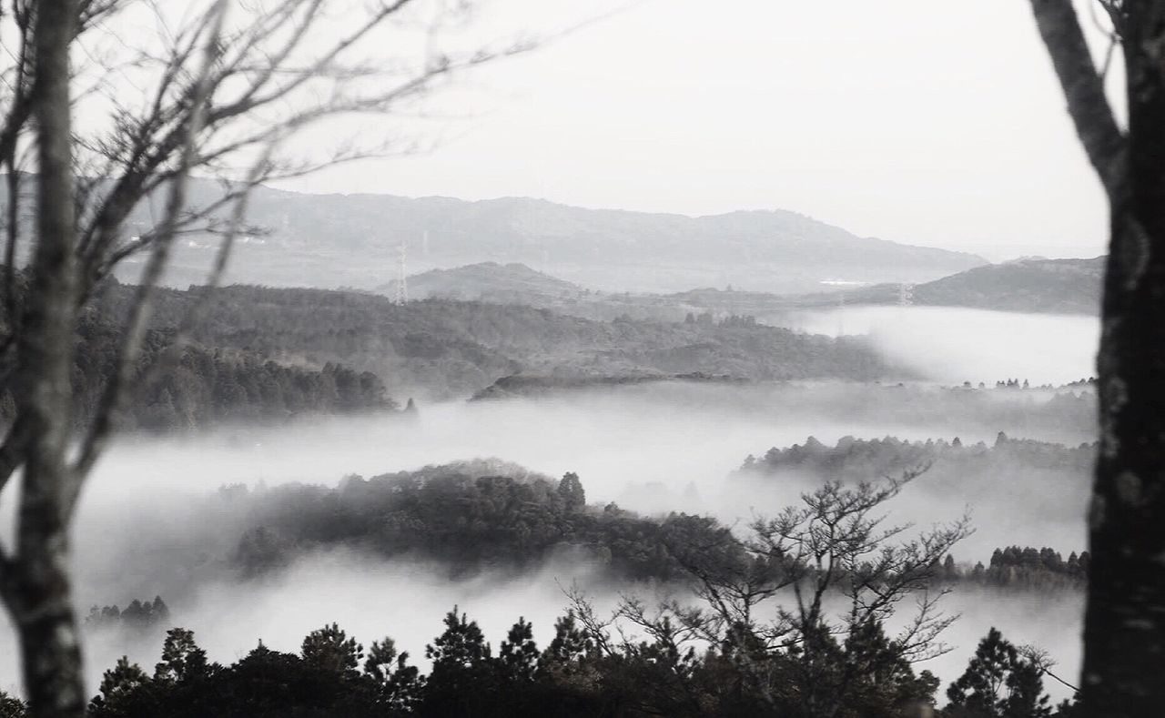 tree, mountain, nature, landscape, scenics, beauty in nature, forest, mountain range, fog, idyllic, no people, lake, tranquility, outdoors, tranquil scene, water, sky, tree trunk, day, hazy