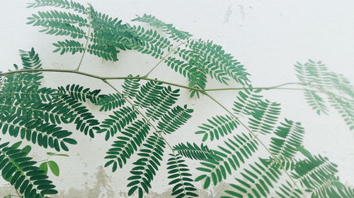 Low angle view of plants