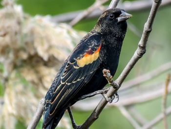 Close-up of bird perching on branch