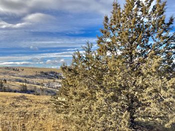Trees on field against sky