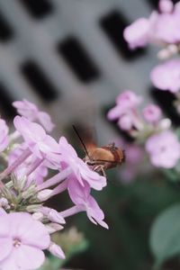 Close-up of butterfly pollinating on pink flower